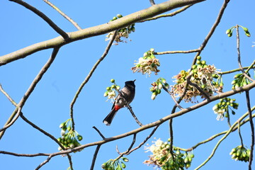 Brahminy starling or brahminy myna sitting on White Silk Cotton Tree. This bird is sucking the nectar of the flower of the White Silk Cotton Tree. Sturnia pagodarum. Member of the starling family.
