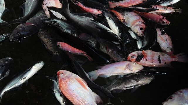 A number of tilapia and catfish were swimming in panic when the water in the pond was drained.