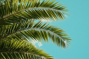 Naklejka premium Palm fronds against a vibrant blue sky Tropical summer vacation paradise