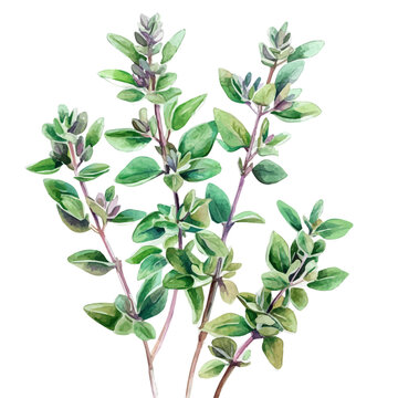watercolor oregano plant on white background clip art preview