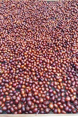 Coffee beans drying in the sun  