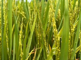 Green rice stalks sway in the breeze, hinting at the golden harvest to come.