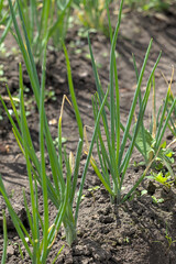 Green onions in the bed