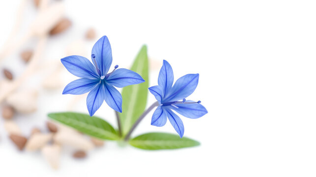 Blue flower of Alpine squill or two-leaf squill isolated on white, Scilla bifolia
