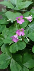 Macro shot of blooming wood sorrel flowers (Oxalis) with soft purple petals, surrounded by lush heart-shaped green leaves. Ideal for floral and nature themes.