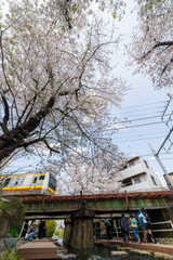 JR南武線が水面のすぐ上の橋を通過することで有名。
二ヶ領用水桜まつり。
用水沿いで満開に咲く美しいソメイヨシノ（桜・バラ科）
川岸でお花見宴会をする人々や
撮影する観光客もたくさんいる。
二ヶ領用水中原区川崎市神奈川県-2025
