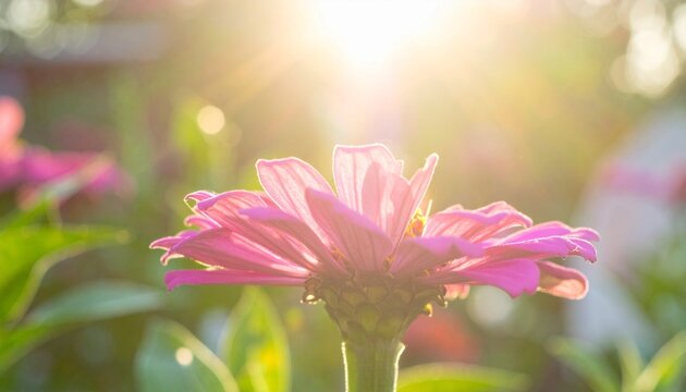 pink cosmos flower