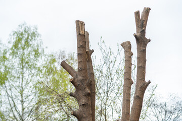 Tree branches protrude dramatically against a cloudy sky near a green landscape in springtime