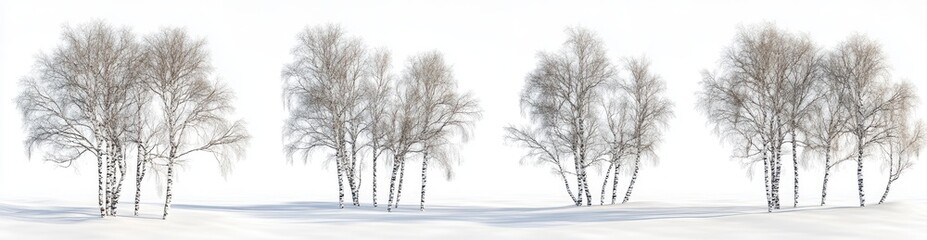 Fototapeta premium Winter Birch Trees on Snow