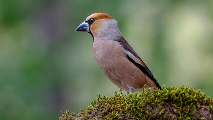 hawfinch bird perching on a mossy branch