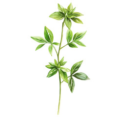 watercolor vector of Woodruff A Single Branch, isolated on a white background.