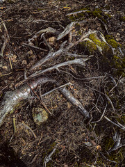 Picture of the roots of trees in the forest