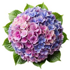 Obraz premium A stunning closeup of a hydrangea bloom with pink, purple, and blue petals