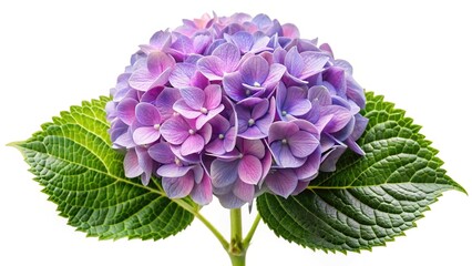 Obraz premium Elegant Purple Hydrangea Bloom with Vibrant Green Leaves on a White Background
