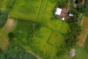 Aerial view of a serene rural landscape with lush green fields, tall coconut trees, and a narrow...