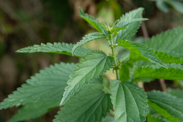 Close-up view of nettle plant with vibrant green leaves in natural setting during daylight