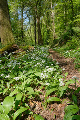 Woodland Path with wild garlic