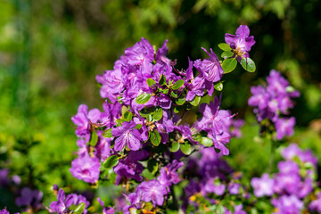 Close-up of vibrant purple rhododendron blossoms in a sunny garden