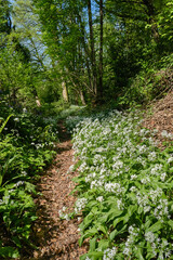 Wild Garlic in woodland path