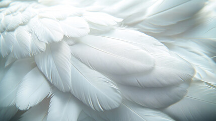 Obraz premium Closeup, white and feathers background for peace, calm and spirituality for God, religion and hope. Ai generated, feather and bird plumage for creative banner, texture or detail space for angel faith