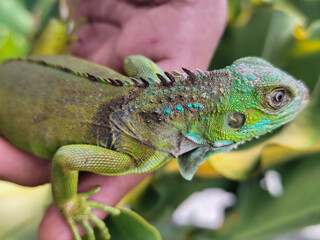Hand holding a small juvenile green iguana. Iguana with natural blur background.