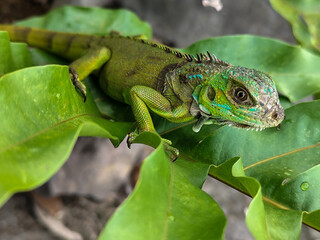 A juvenile green iguana walks along a green leafy tree branch, with a natural blur background.