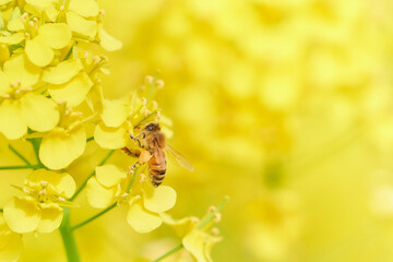 菜の花の花粉を集めに来たセイヨウミツバチ