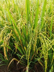 Rice plants with mature, golden yellow grain heads in a paddy field.