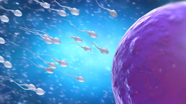 3d rendering sperm fertilize with ovum 4k footage