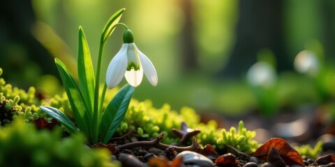 A Delicate Snowdrop Flower Emerging in the Springtime Sunlight, Surrounded by Lush Greenery and Ground Cover