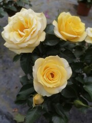 yellow roses in a garden