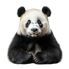 Naklejka premium Giant panda bear isolated on transparent background.
