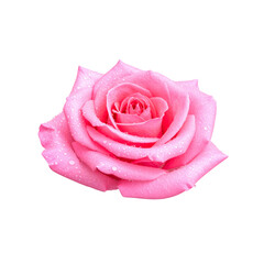 beautiful pink rose with delicate petals adorned with droplets of water, symbolizing love and freshness. This stunning flower stands out against transparency background, evoking sense of elegance