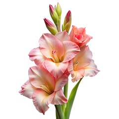 Elegant close up of a pink and peach colored gladiolus flower