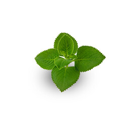 fresh coleus amboinicus on a white,isolated