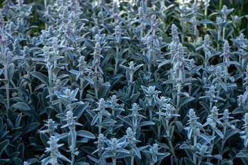 Lamb's ear - stachys byzantina or wooly hedgenettle field