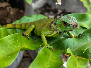 A juvenile green iguana walks along a green leafy tree branch, with a natural blur background.