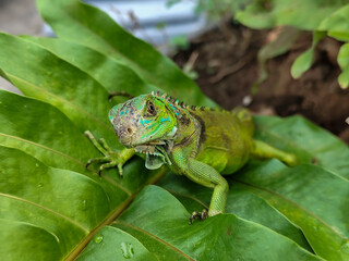 A juvenile green iguana walks along a green leafy tree branch, with a natural blur background.