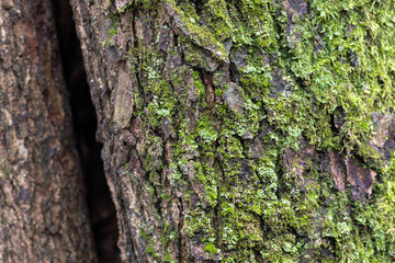 Obraz premium Vibrant green moss covers the textured bark of a tree