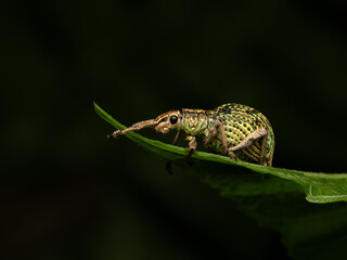 the Broad-nosed weevils on a leaf