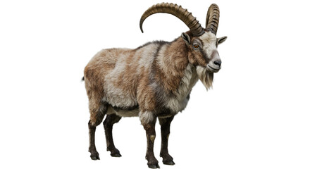 Big horn mountain goat isolated on white or transparent background PNG