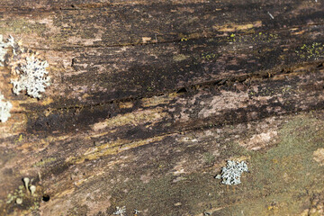 Detailed shot showcasing the weathered texture of tree log covered in moss