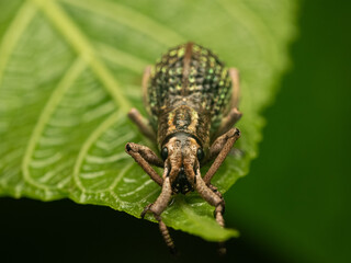 green weevil on a leaf