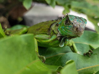 A juvenile green iguana walks along a green leafy tree branch, with a natural blur background.