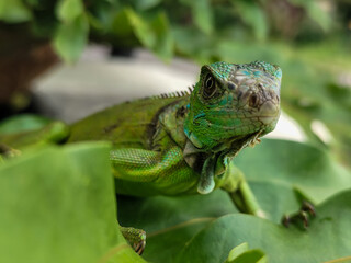 A juvenile green iguana walks along a green leafy tree branch, with a natural blur background.