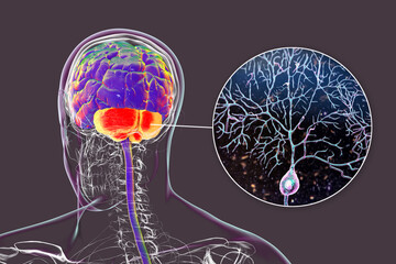 Human brain with highlighted cerebellum and close-up of Purkinje neurons, 3D illustration. Cerebellum controls balance and coordination, Purkinje cells are key neurons in motor function.