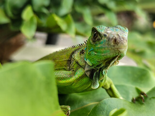 A juvenile green iguana walks along a green leafy tree branch, with a natural blur background.
