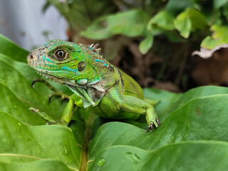 A juvenile green iguana walks along a green leafy tree branch, with a natural blur background.