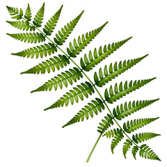 Fern-leaf_isolated_green_plant_illustration_botanical_design_element_nature