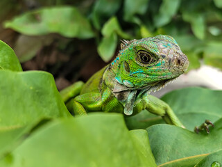 A juvenile green iguana walks along a green leafy tree branch, with a natural blur background.